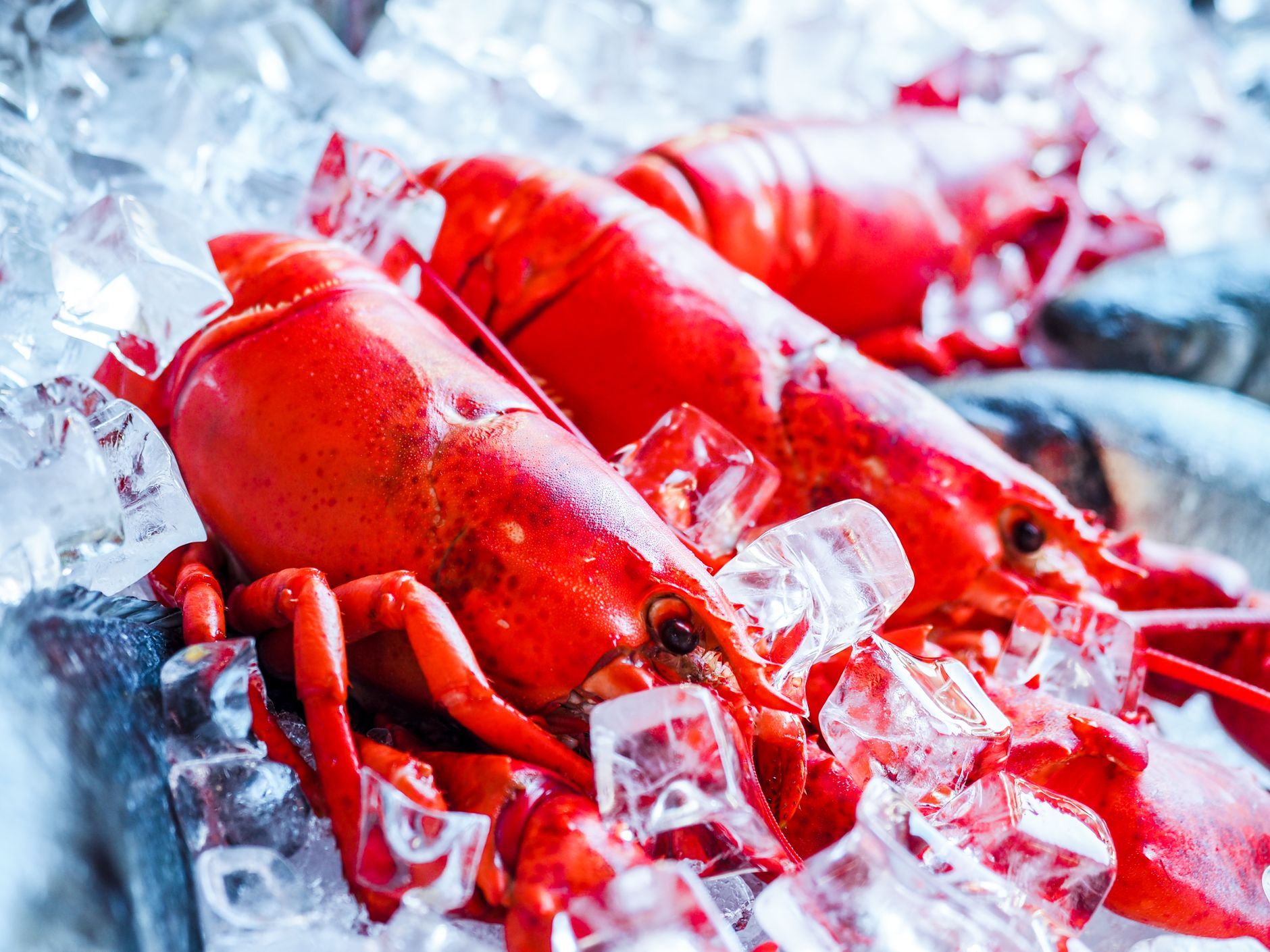 Cooked lobsters on ice